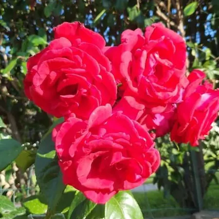 Διαμέρισμα Saba